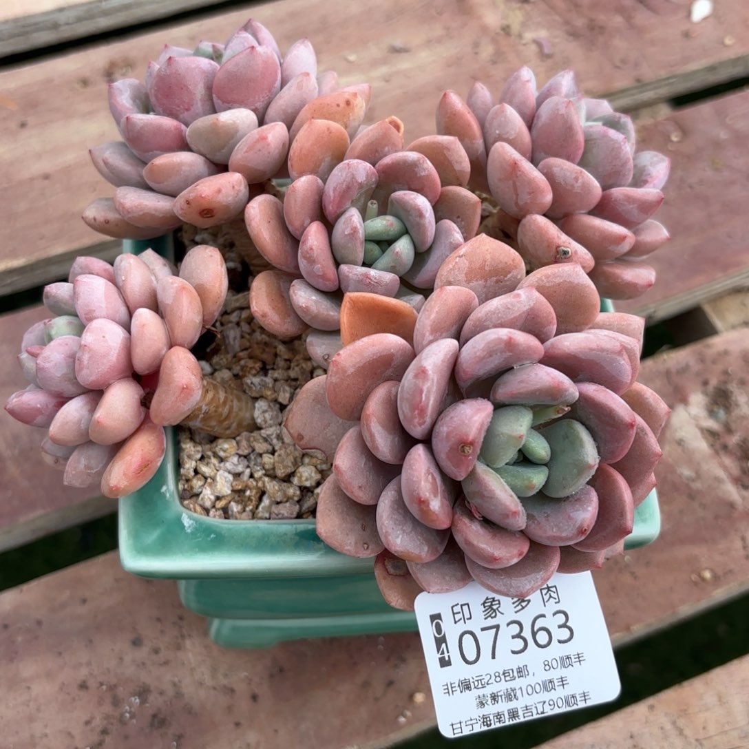 瀚*多肉植物07363fg