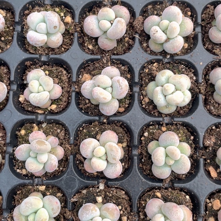 蛋黄奶发4颗满18包邮