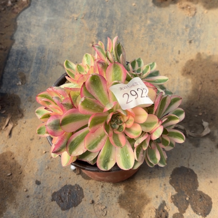 荔枝多肉法师2922