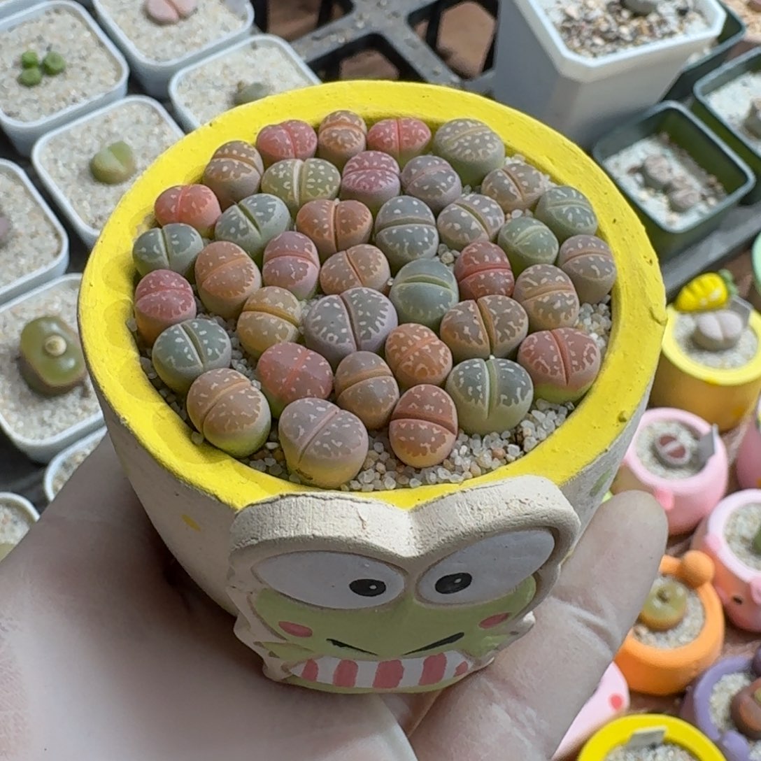 煮***茶1202-047连盆带花