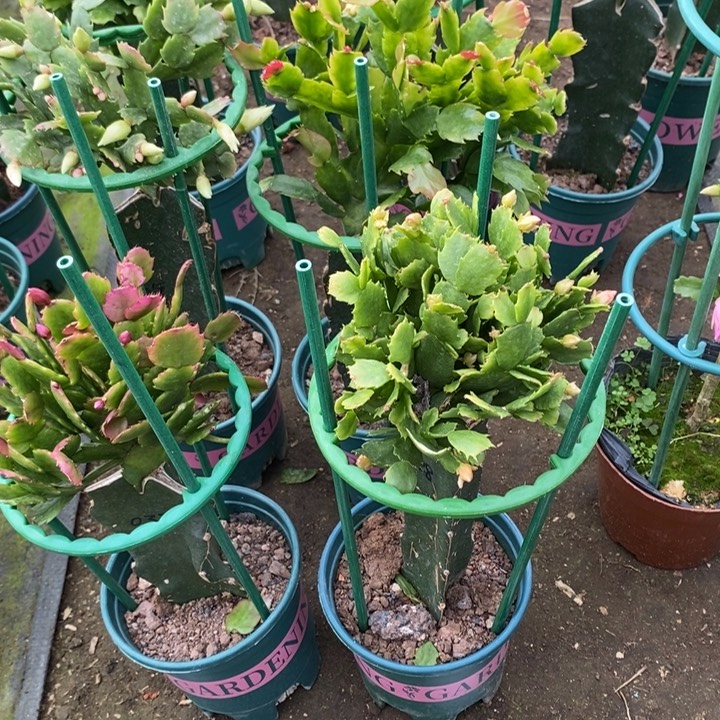 用***水完全开放028重瓣花