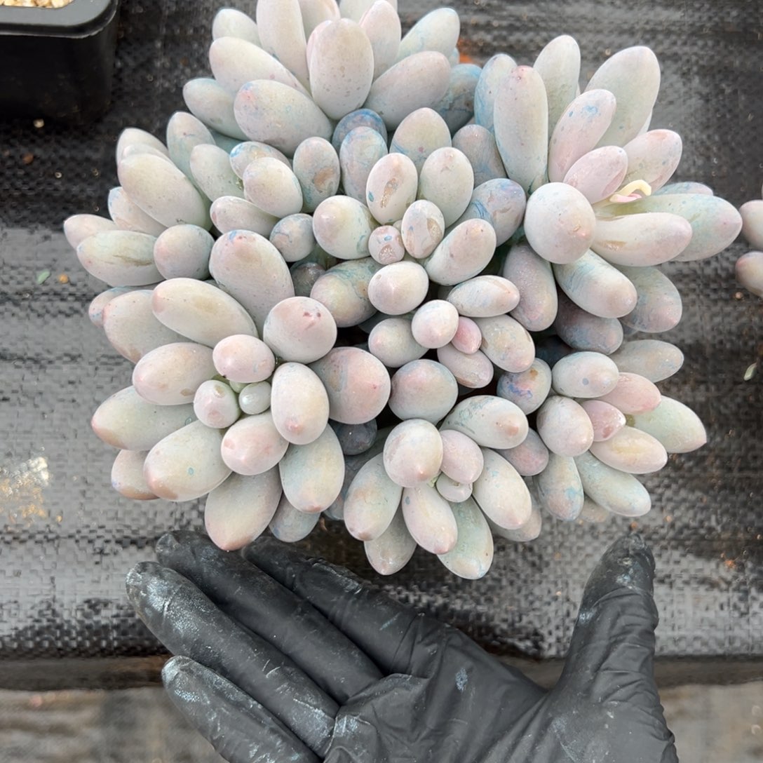 汤圆多肉一物一拍