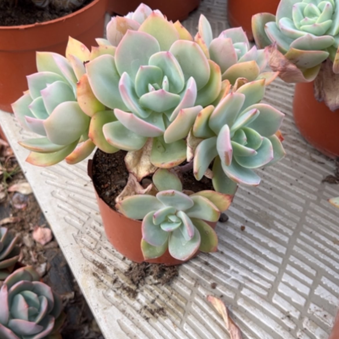 【闪购商品】༄****白凤