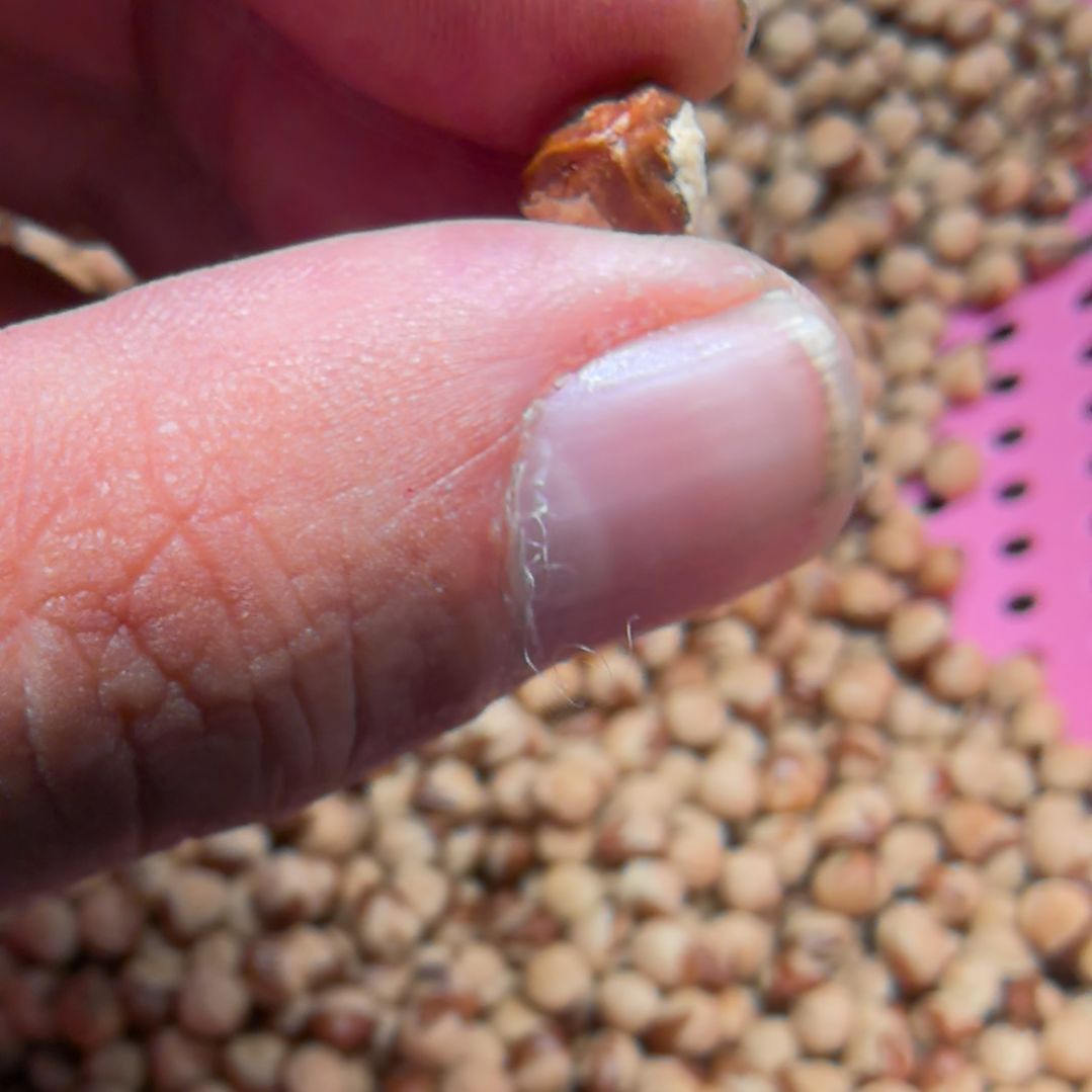 手串柏香籽/百香籽200克