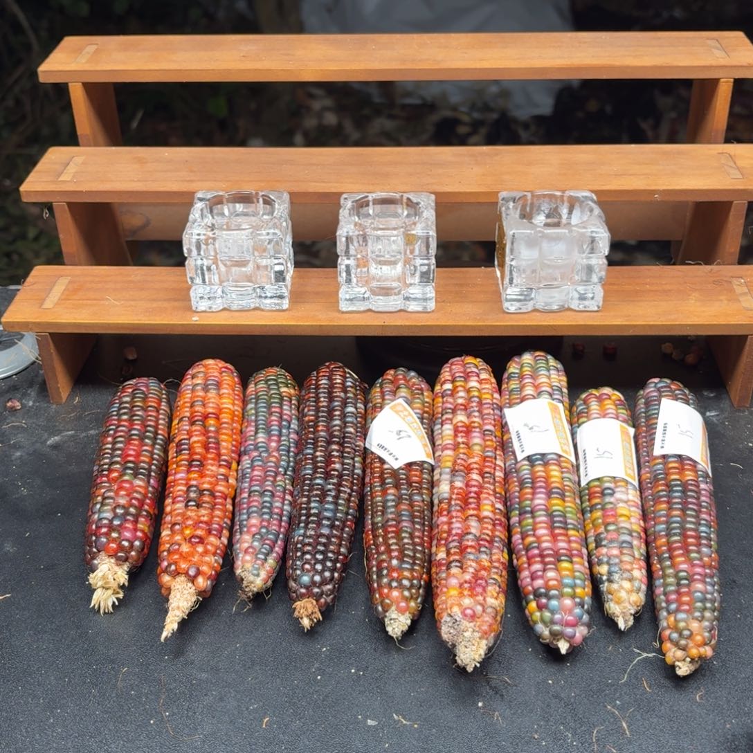 福***米银S925七彩宝石文玩玉米