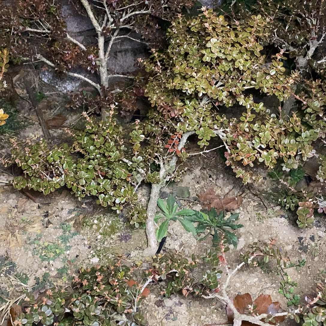 无花朵安徽珍珠黄杨