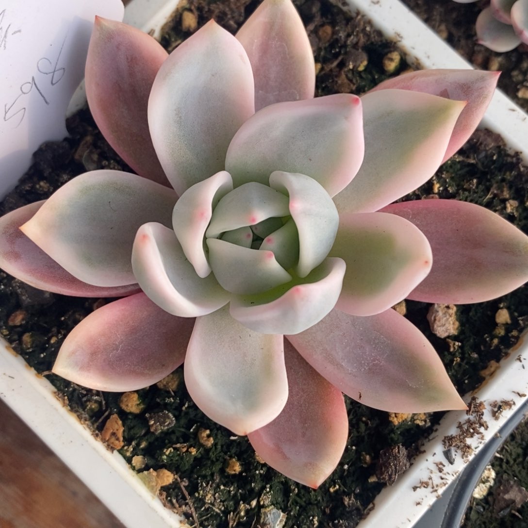 597酒红香槟锦大单头