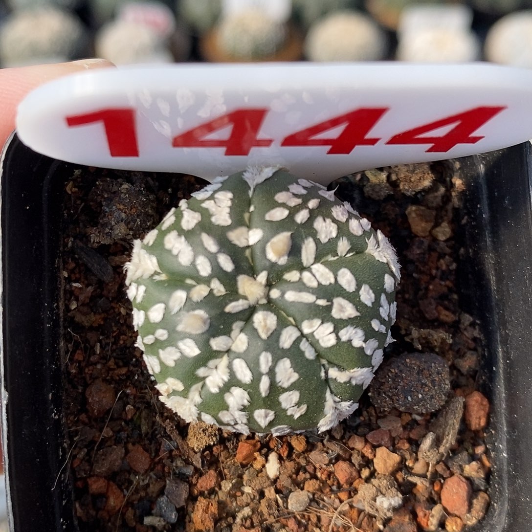 1444五愣兜系列福利来