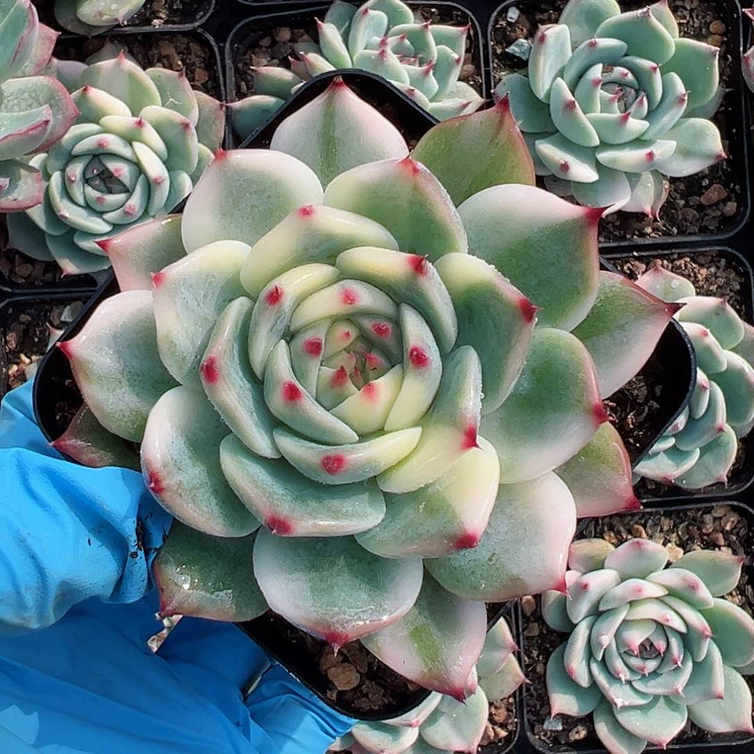 吉娃娃锦，花脸锦