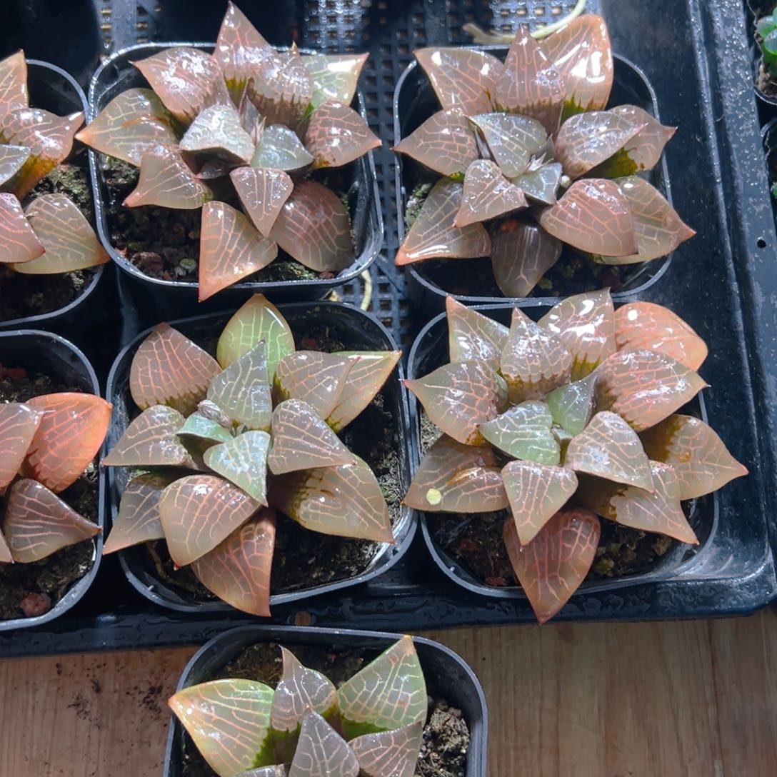 粉玻璃玉露多肉多肉一颗