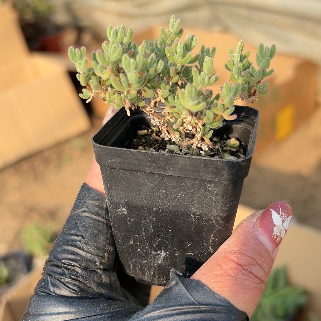 多肉植物冰晶枝干杂