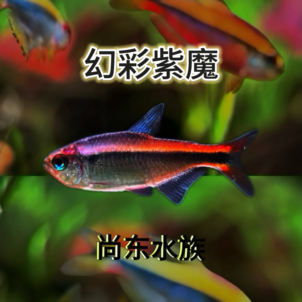 【尚东水族】幻彩紫魔
