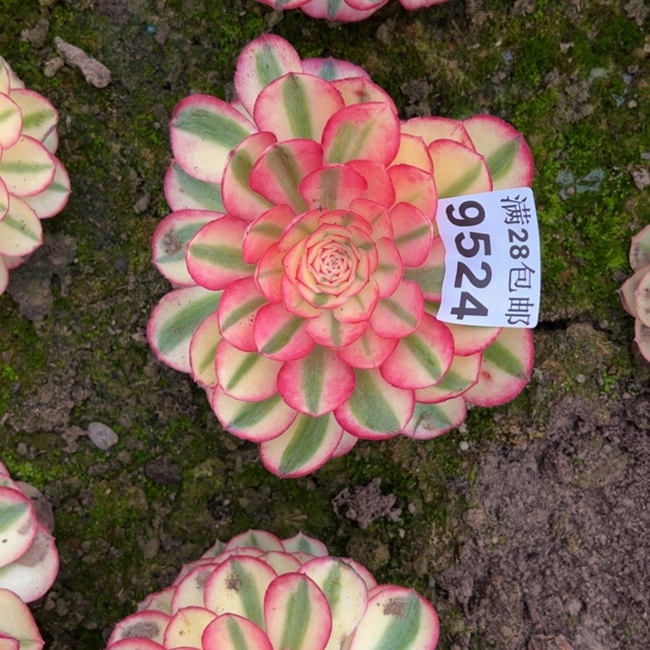 9524南荔枝多肉植物