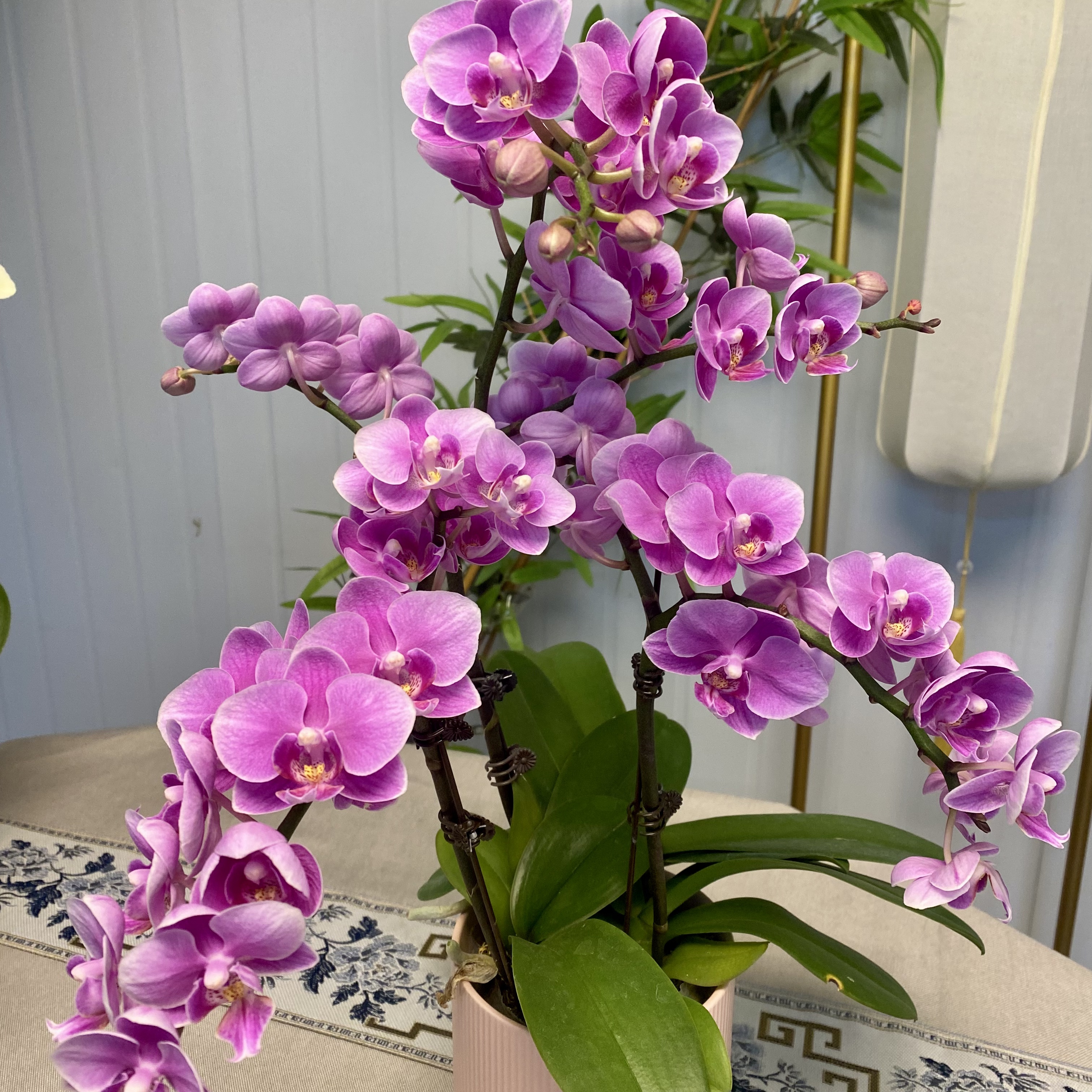 蝴蝶兰婚宴3花剑精品组盆超长花絮陶瓷盆