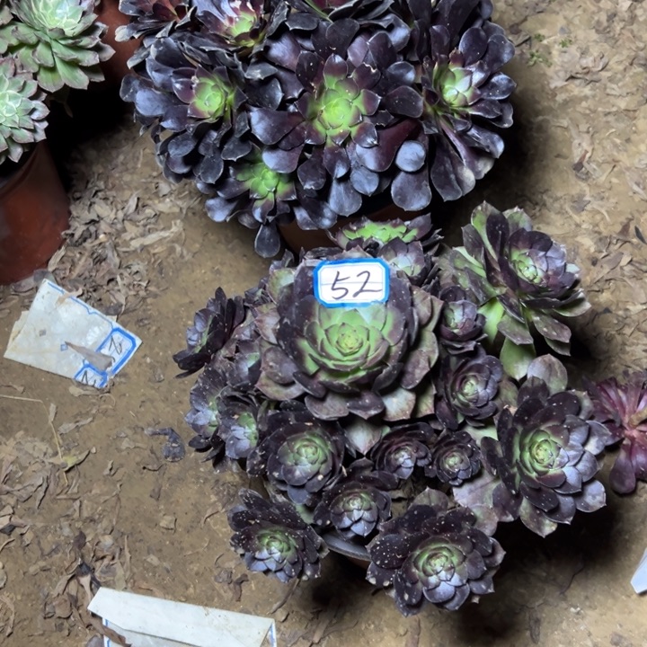 带***瑰多肉植物两个法师52