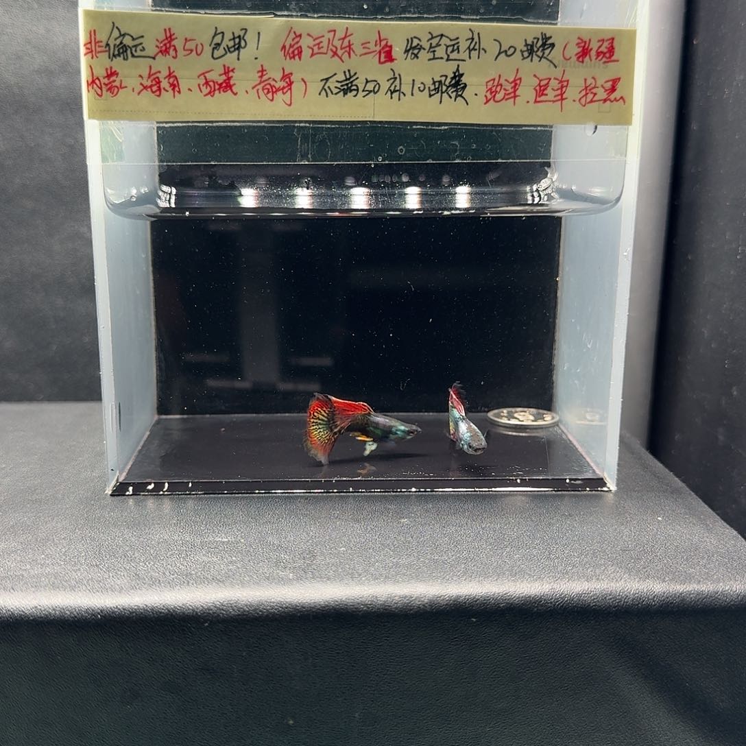 孔雀鱼红龙两条公