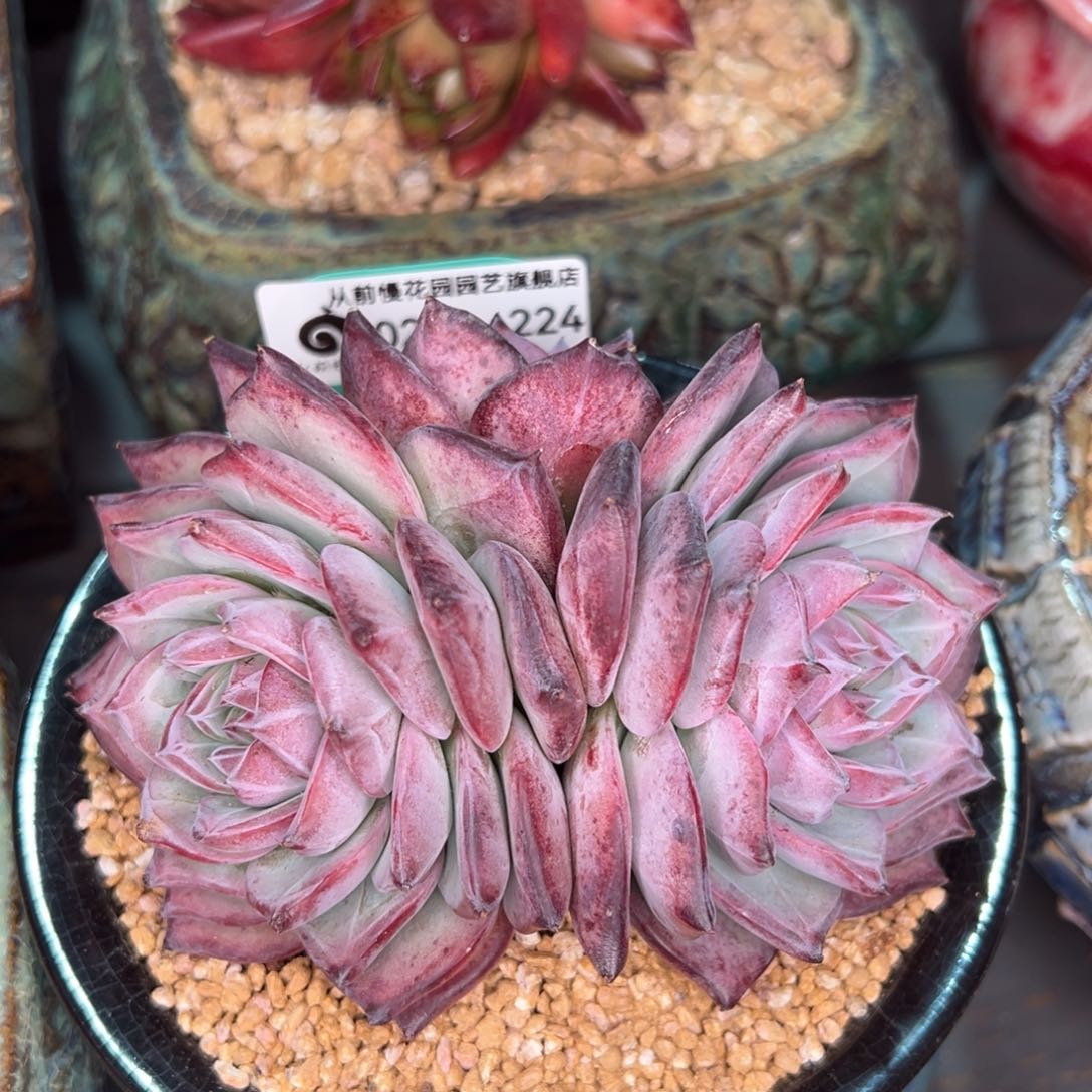 从前慢多肉精选编号0213.224