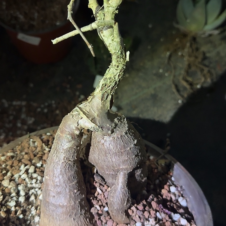 象足葡萄翁多肉植物多肉植物