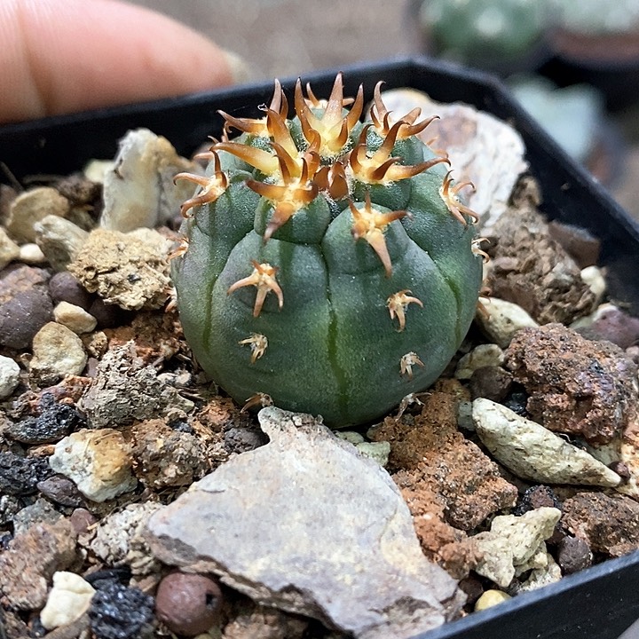 孤品实生优选翘刺猫爪2.7cm