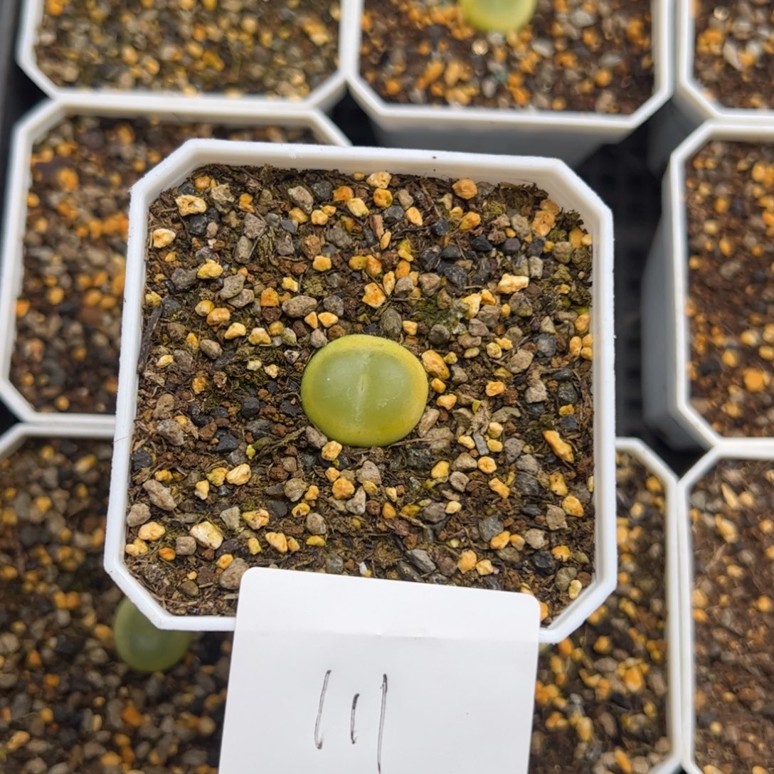 z***512.13啦啦多肉植物111