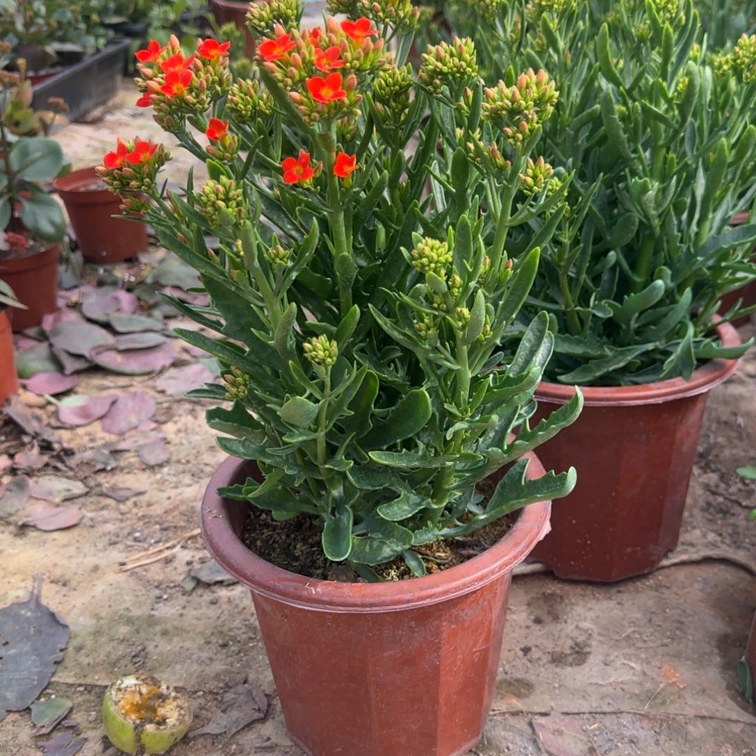 完全开放111111111111