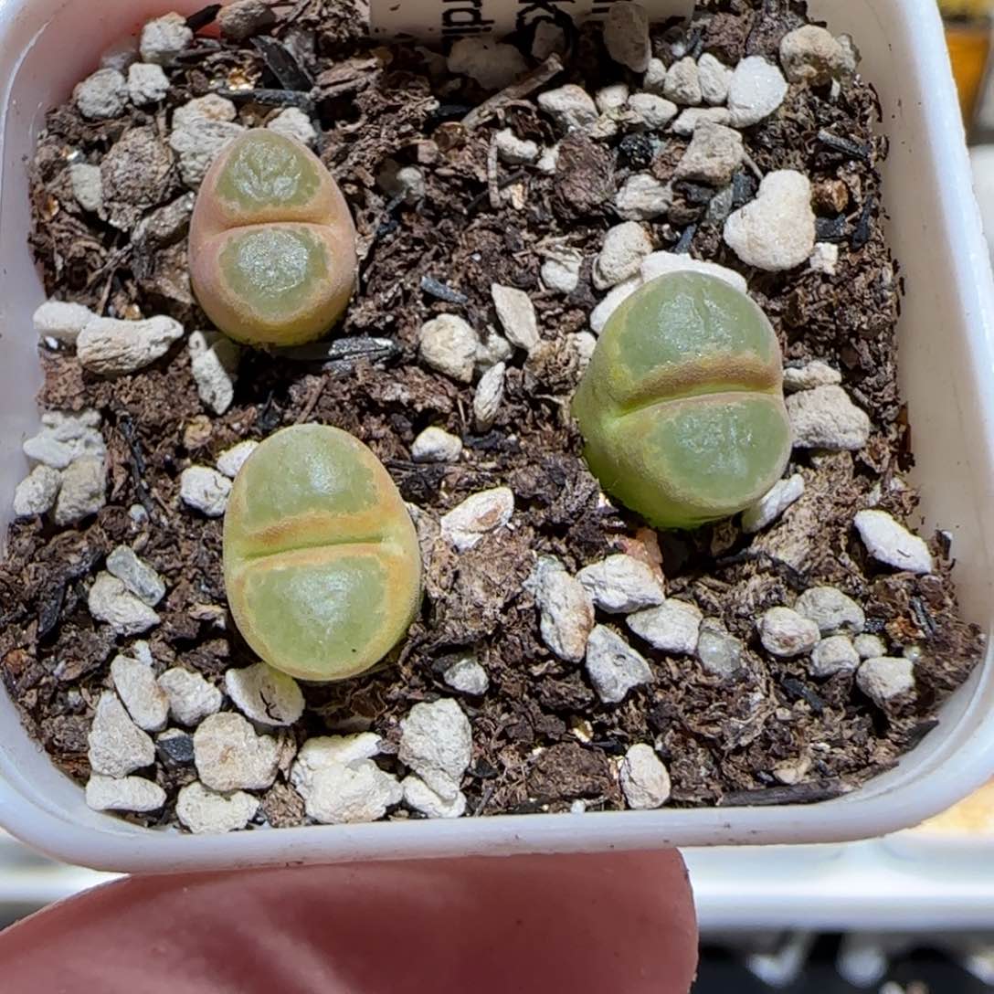 肉锥多肉植物百科-庞点雪花磁铁426