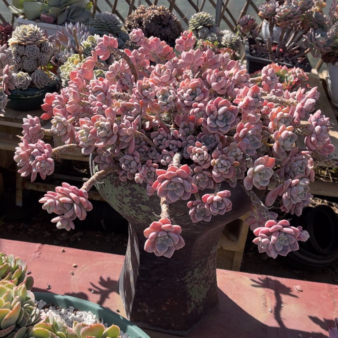 大群露凝香带盆发货