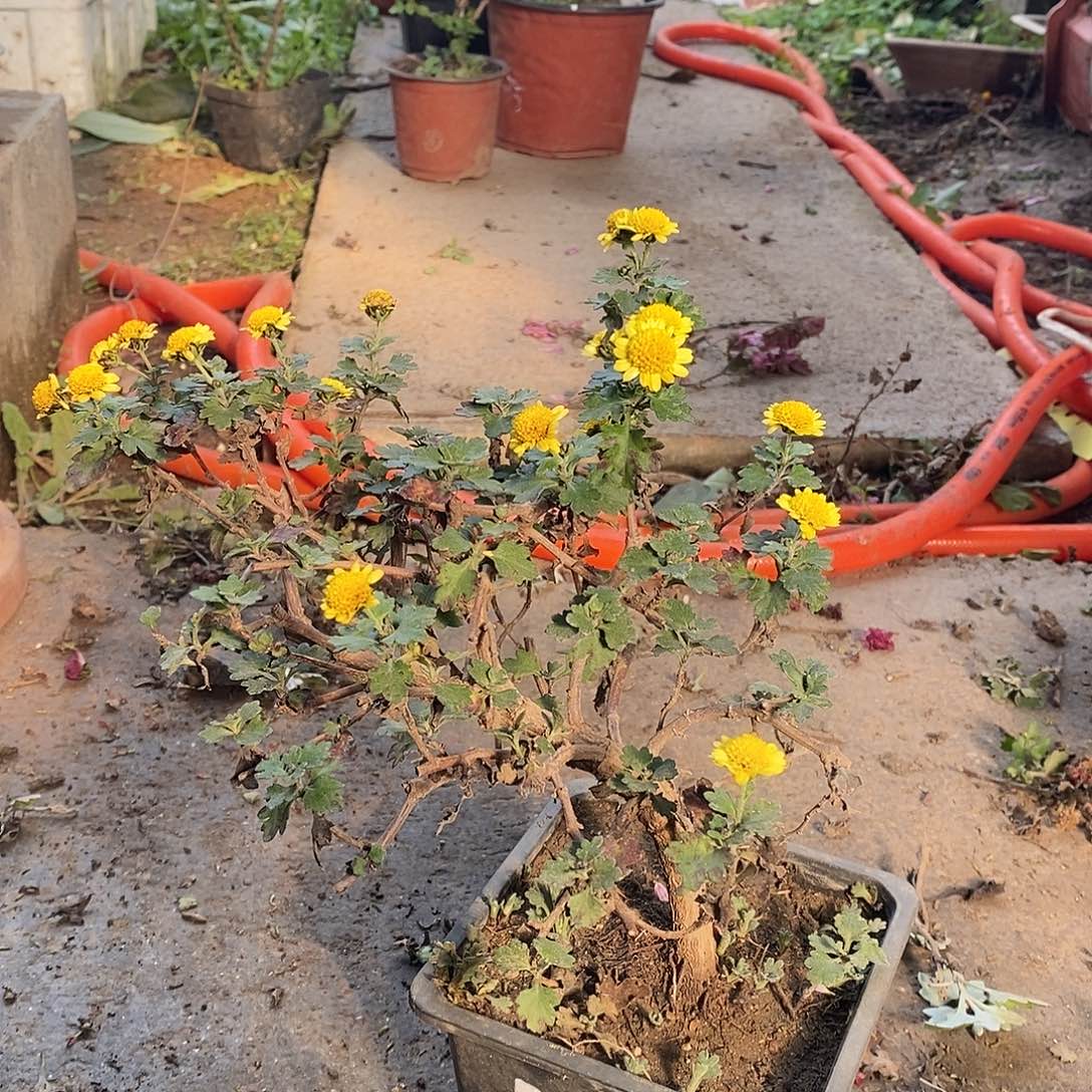 间***单完全开放菊花菊花