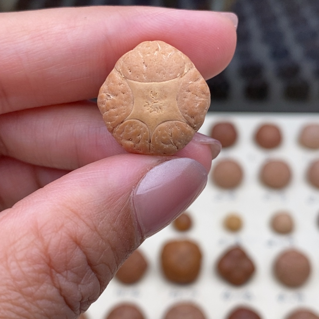 凤眼菩提吊坠五星