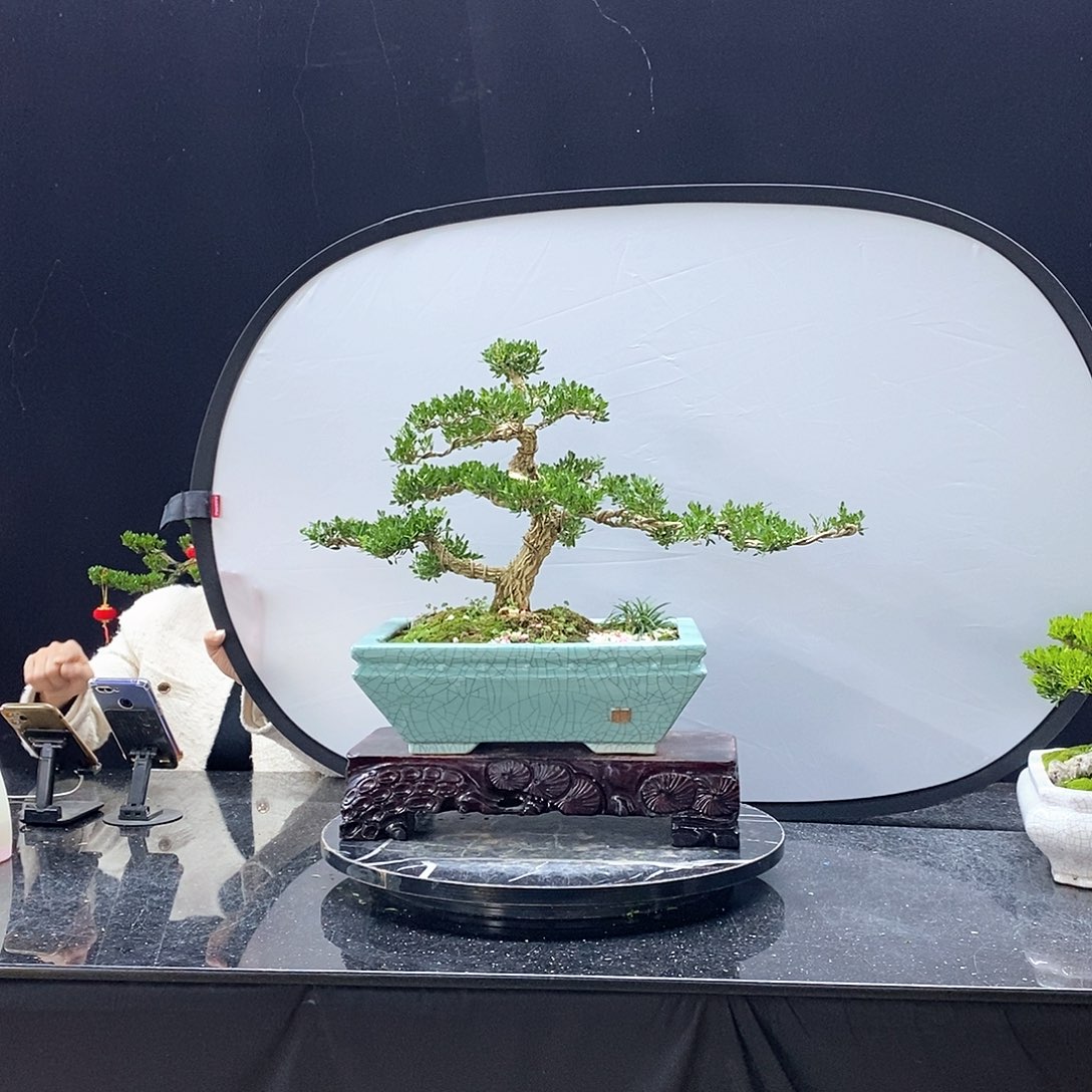 无花朵精品黄杨盆景
