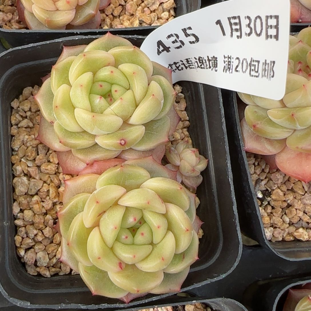 花语逸镜0130-435