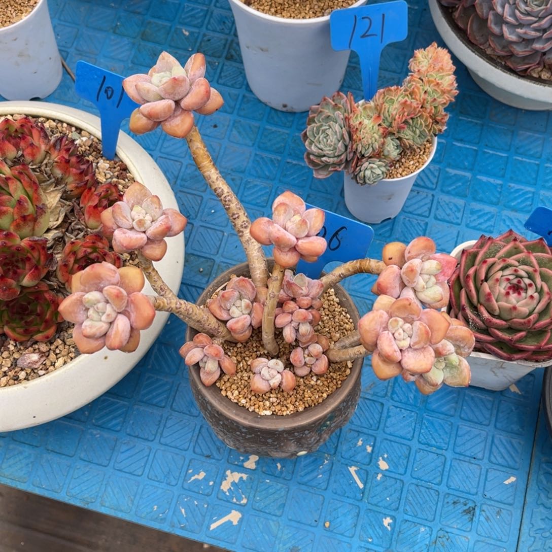 铜****七406洛神多肉