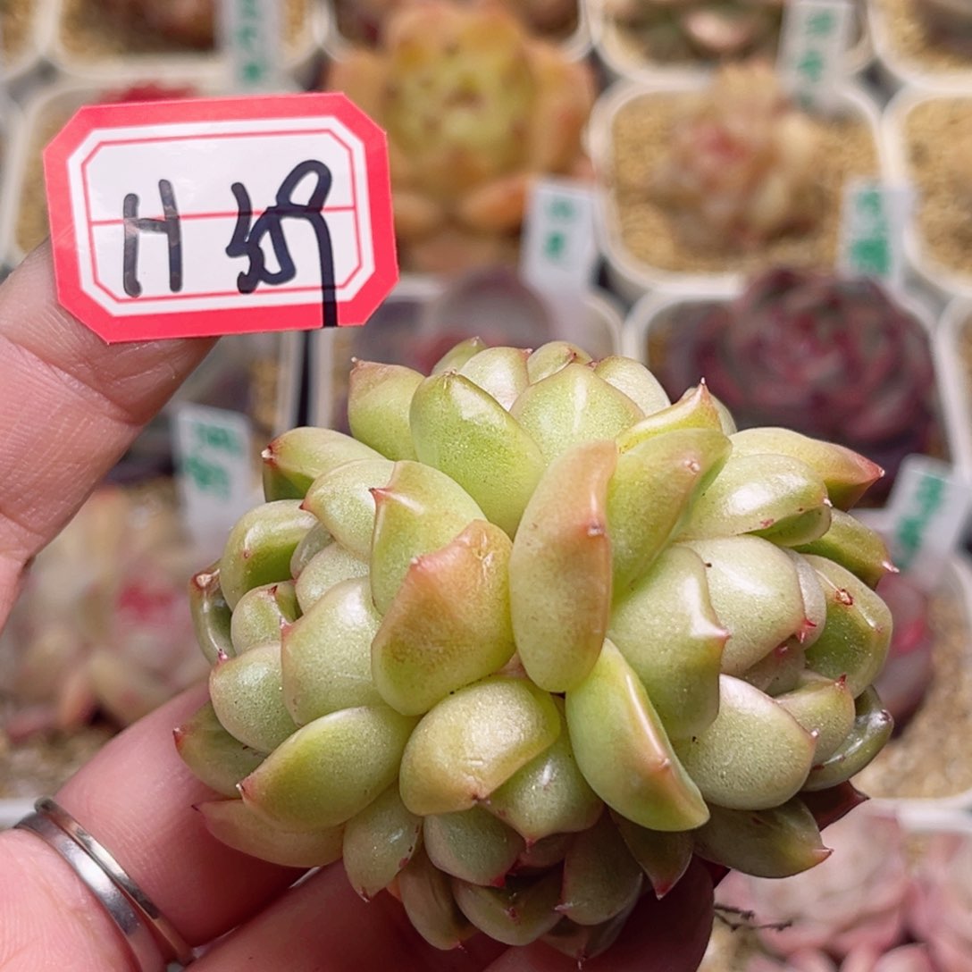 H359一物一拍 皮埃拉