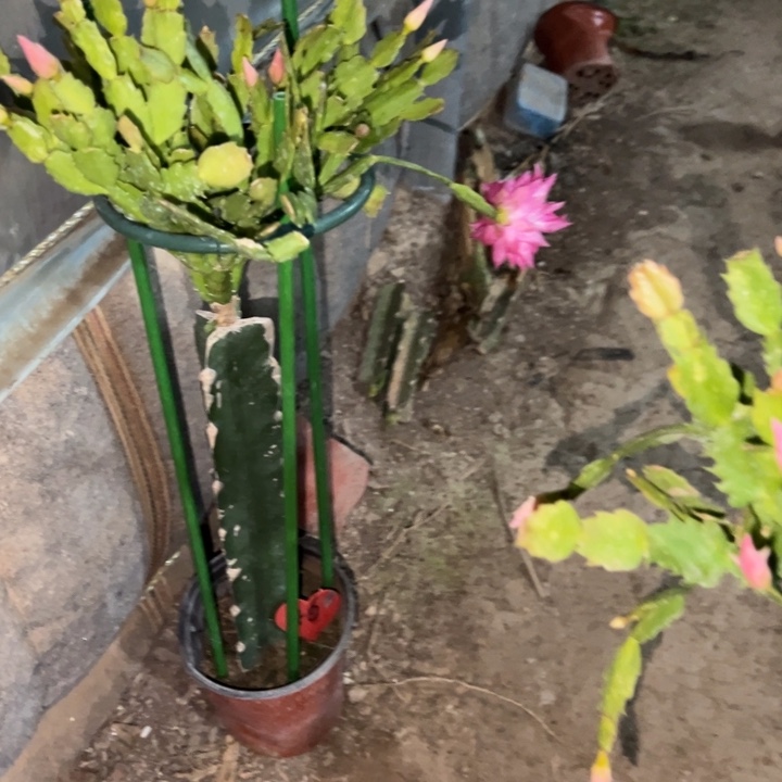 A***9当前无花栽培后可以开花双喜46