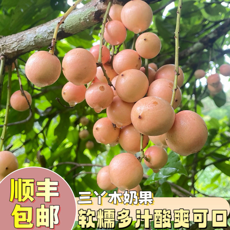 云南德宏特色新鲜当季三丫果酸甜木奶果现摘现发孕妇水果