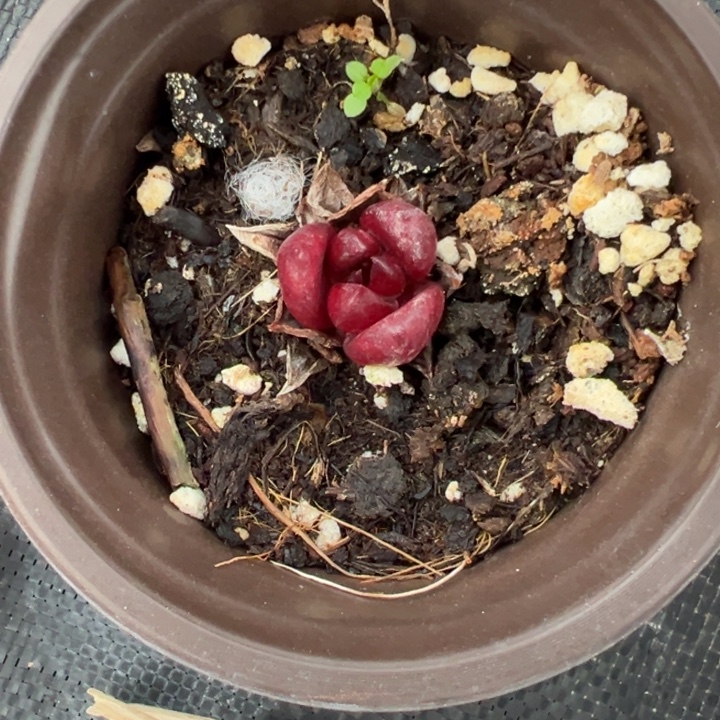 栀***瑜多肉植物多肉植物26