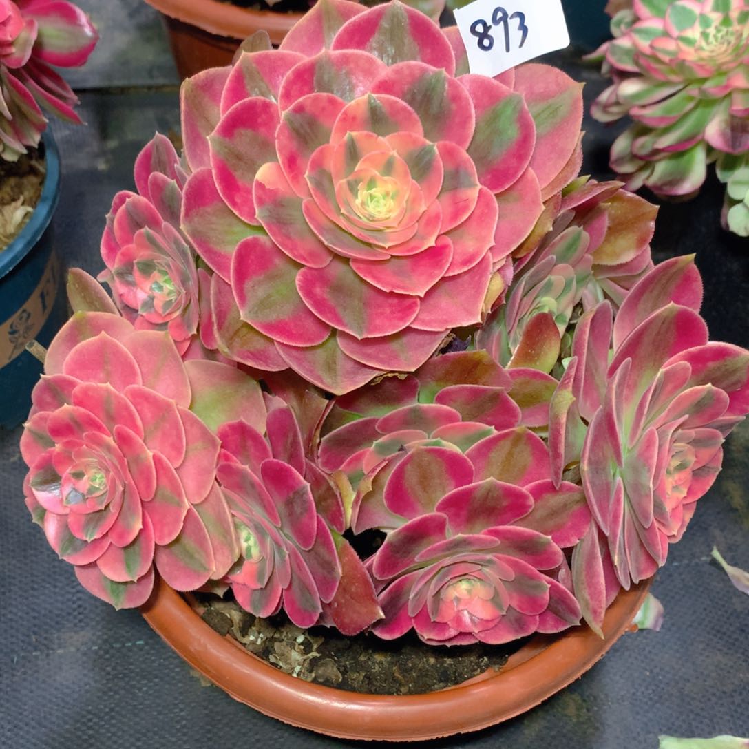 893香妃精品法师多肉