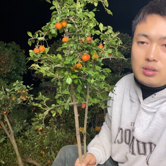 无花朵金弹子庭院原生品种