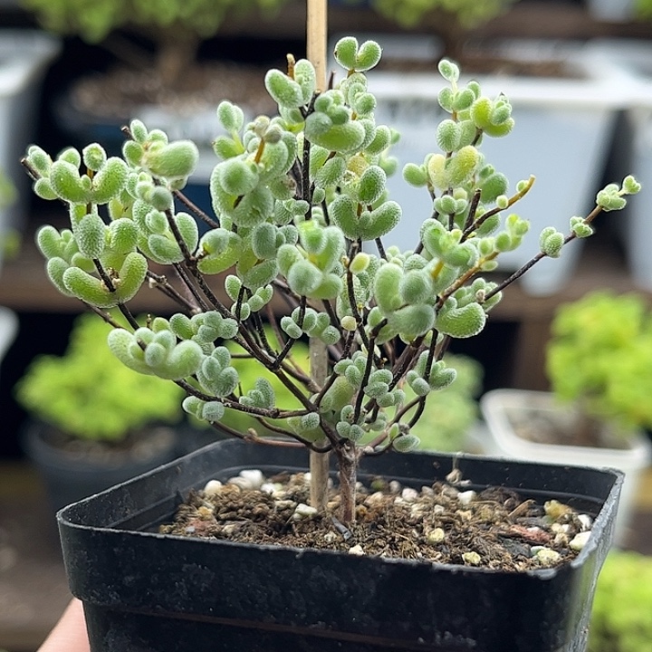 11实生莱斯杂冰晶优选枝干