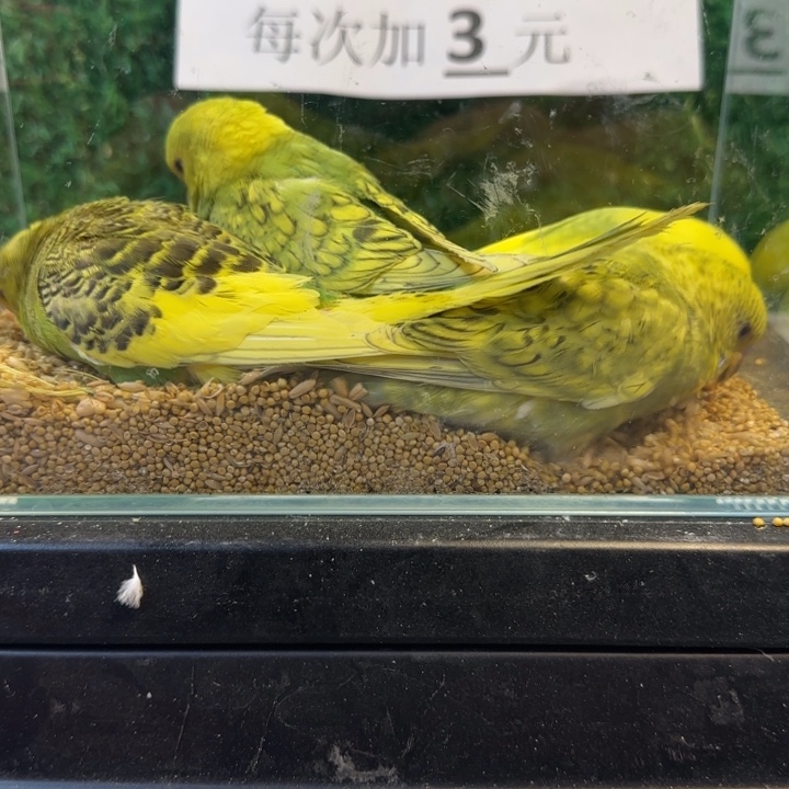 虎皮鹦鹉大头虎皮鹦鹉