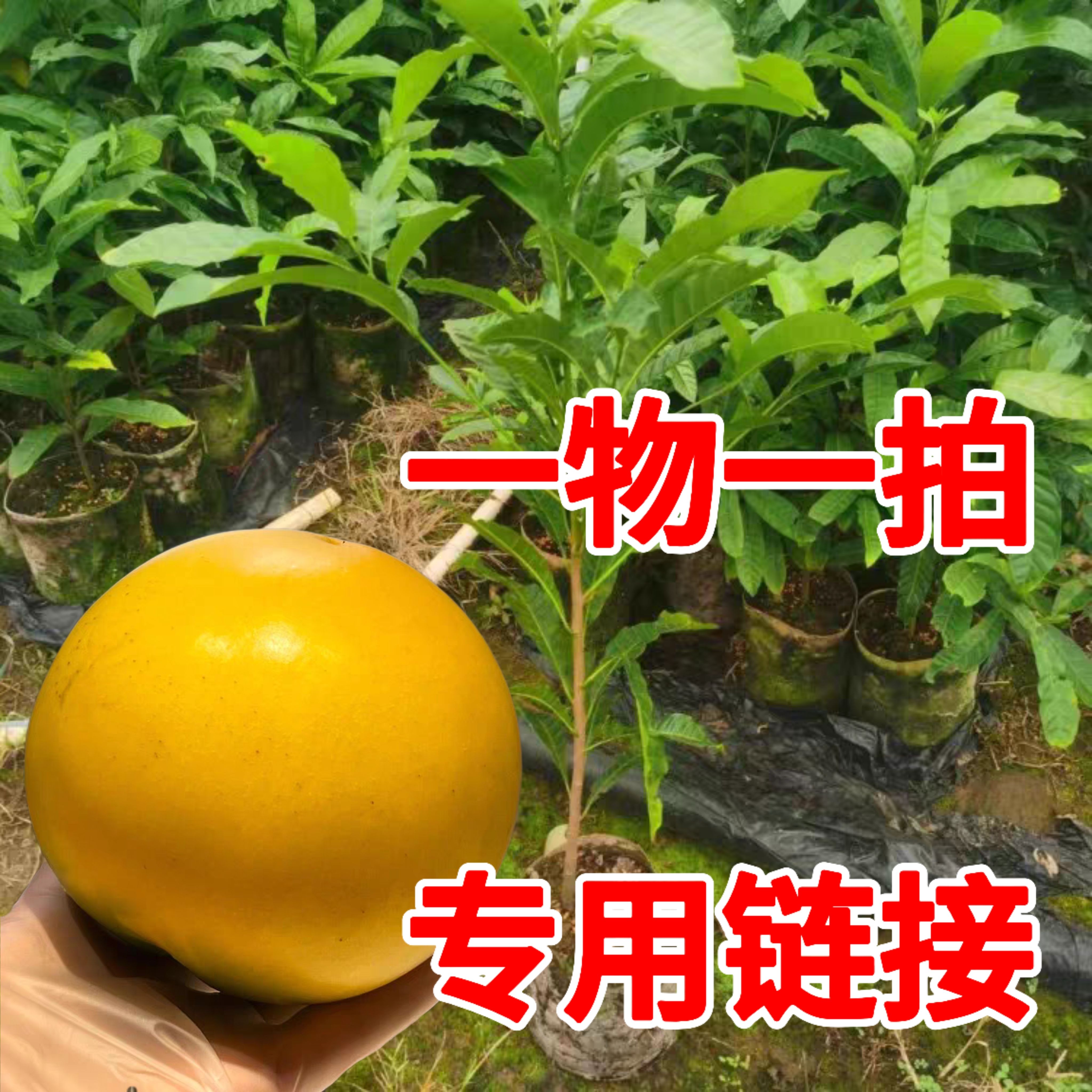 特价真花卉，果大大精选绿植一物一拍