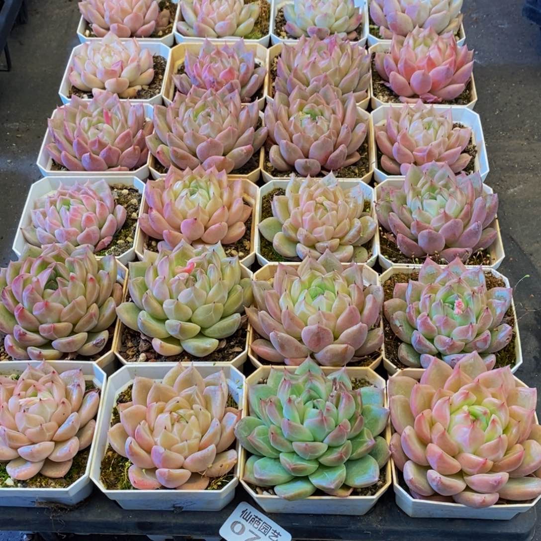 胖***.070多肉汤的做法是很简单，我在这里