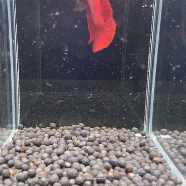 斗鱼泰国斗鱼110号