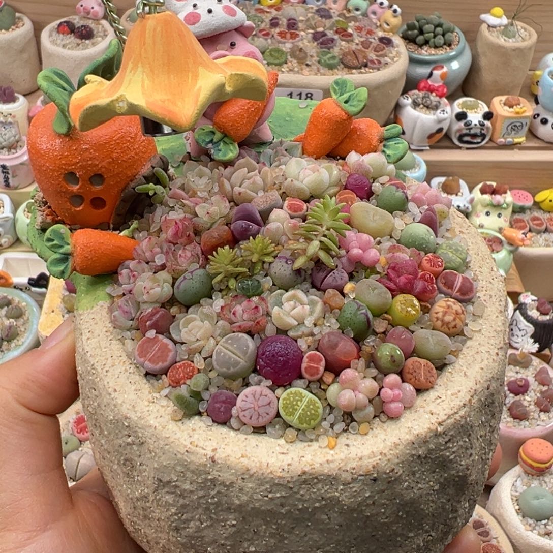 多肉植物120号花海