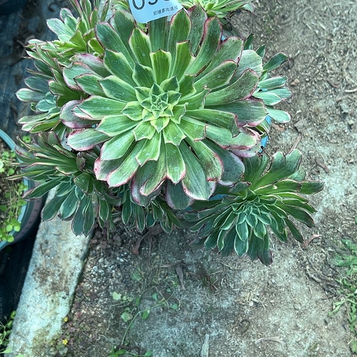 0585天和多肉植物