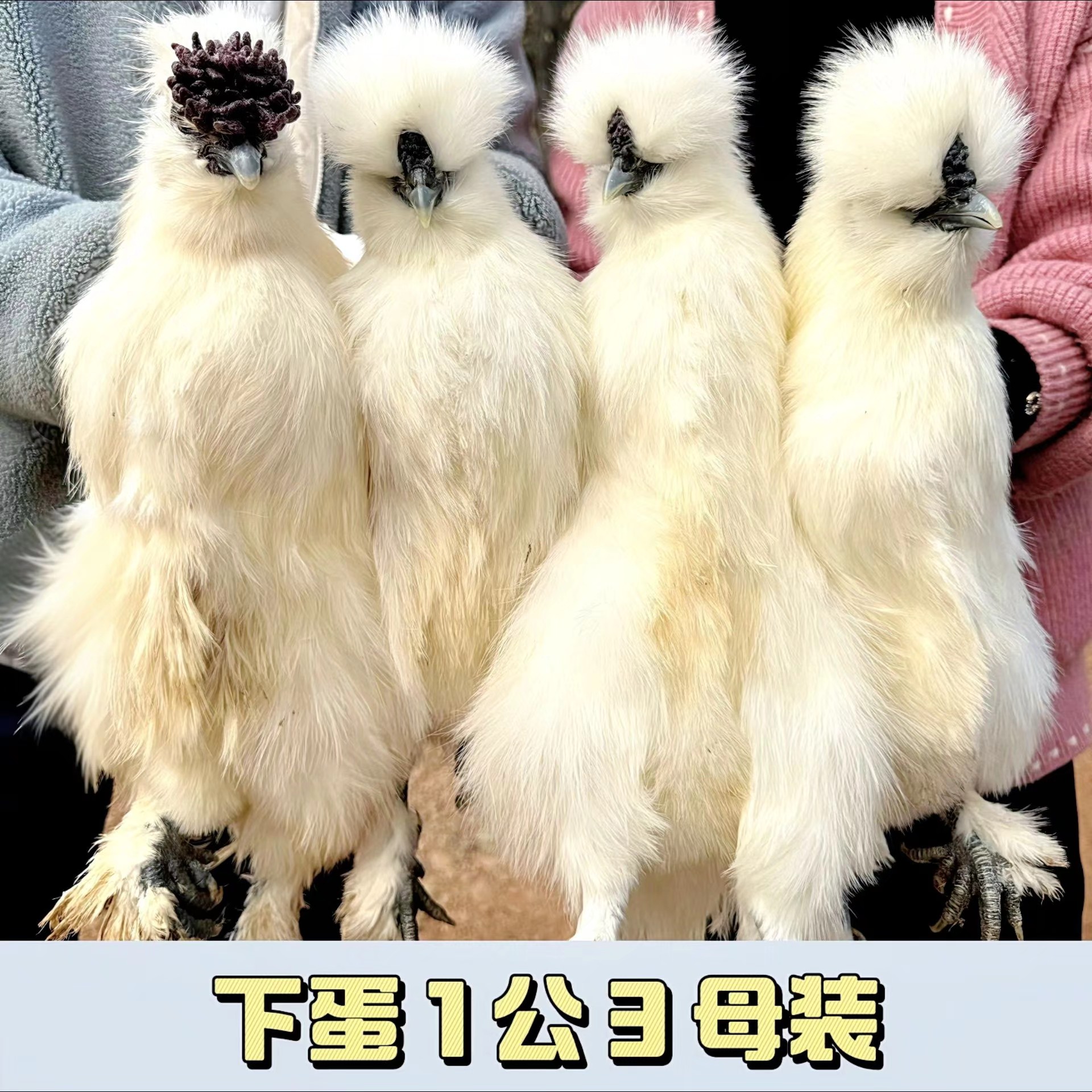 【发活4只装】泰和宠物鸡 产蛋 走地 蓝耳 五爪 丝羽 发顺丰包赔