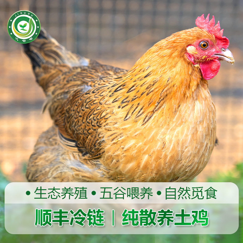 正宗太湖散养300天两只母鸡2只毛重8-9斤（活鸡）