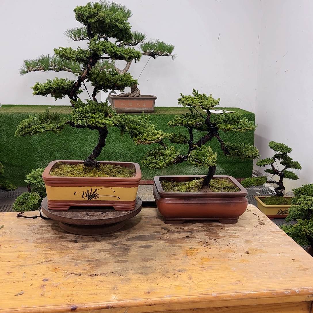 汕****姨盆景盆景盆景盆景