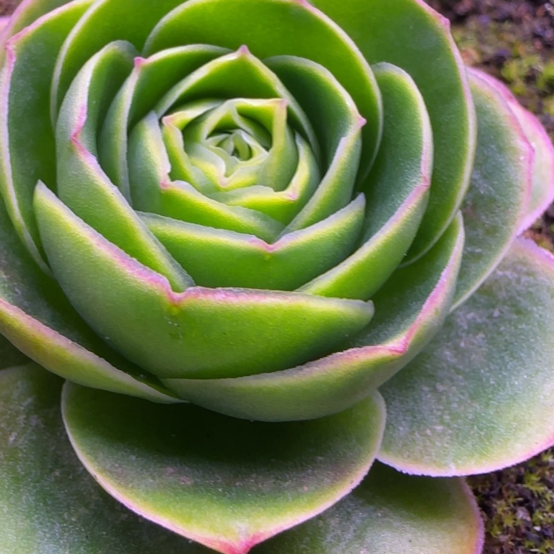 5厘米单头荷花玫瑰111242425383868