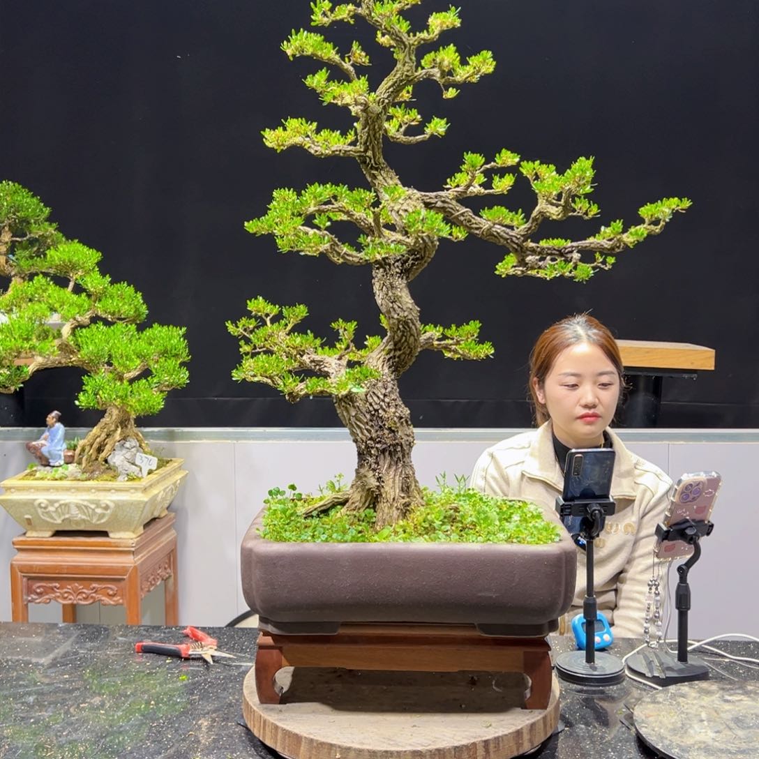 四季常青老桩黄杨盆景